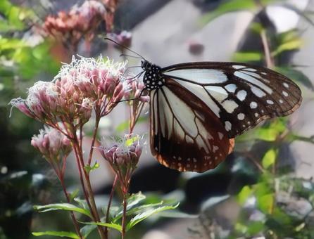 旅のサービスエリア 旅のサービスエリア 藤袴,アサギマダラ,花の写真素材