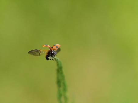 雑草にテントウ雑草② 雑草にテントウ雑草②の写真