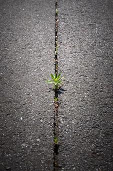 雑草 雑草 雑草,生える,アスファルトの写真素材