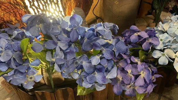 紫の紫陽花 紫の紫陽花の写真