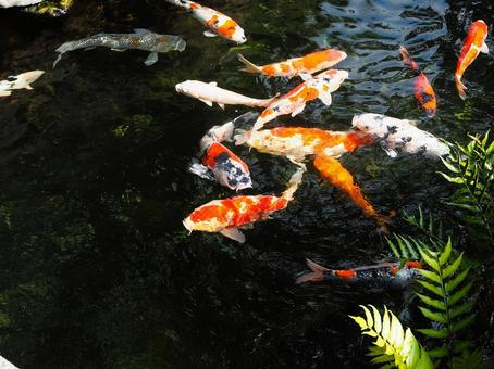 Photo, carp, japan, beautiful, 