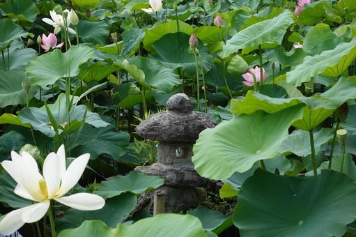 蓮の葉と黒い燈篭 蓮の葉と黒い燈篭 蓮,燈篭,ハスの写真素材