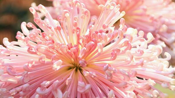 楽寿園の菊まつりにて 菊,秋,花の写真素材