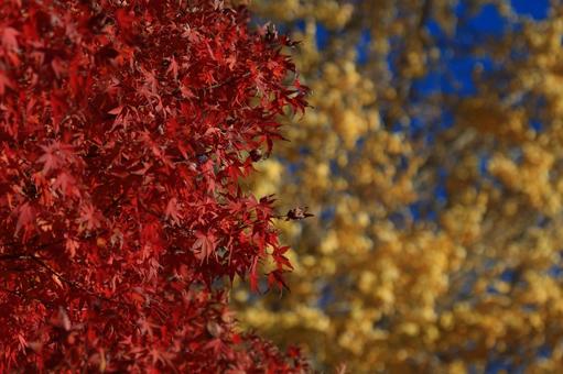 Red, blue, yellow, vibrant autumn, JPG