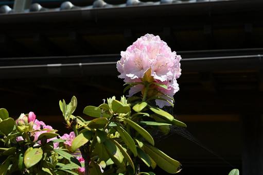 家の庭に咲いたシャクナゲの花 家の庭に咲いたシャクナゲの花の写真