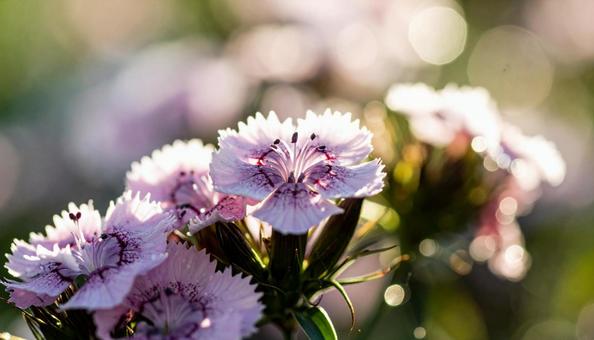 夏から秋の花　ナデシコの写真