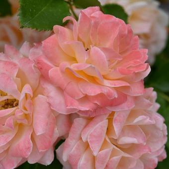 バラの花 バラの花の写真