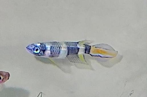 クラウンキリー 熱帯魚  クラウンキリー 熱帯魚  アクアリウム,熱帯魚,魚の写真素材