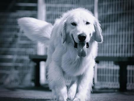 ゴールデンレトリバーのモノクロ写真 ゴールデンレトリバーのモノクロ写真 犬,ゴールデン,ゴールデンレトリバーの写真素材
