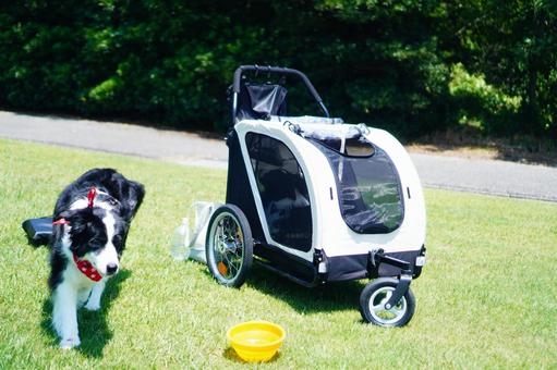 ドッグバギーとボーダーコリー ドッグバギー,バギー,老犬の写真素材