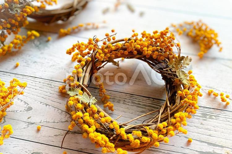 ミモザ ミモザ,花,春の写真素材