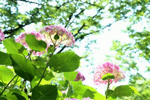 紫陽花 紫陽花の写真