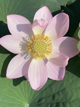 Lotus flowers shining in the early summer sunshine, JPG