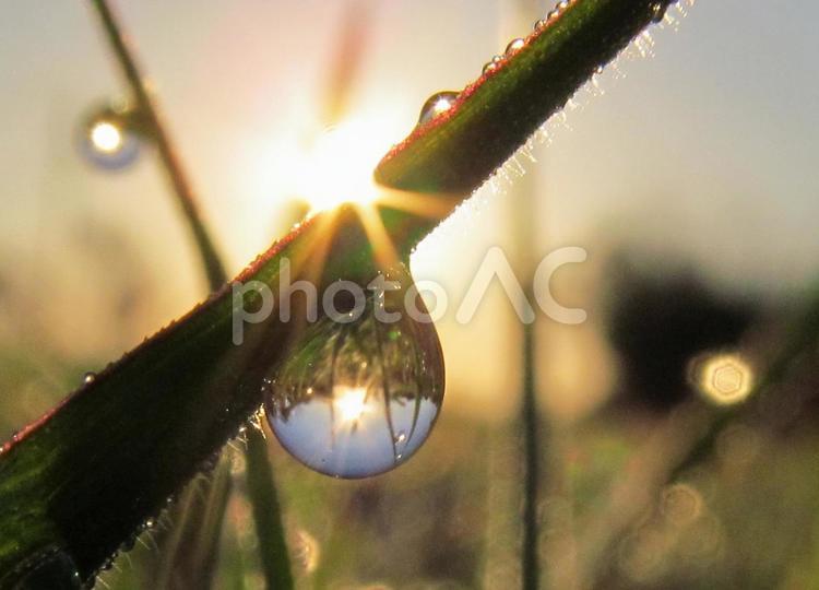 水滴と緑の葉と朝日Water drops 水滴,すいてき,waterの写真素材