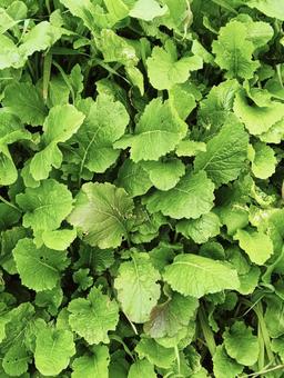 様々な葉っぱ222 植物,葉っぱ,自然の写真素材