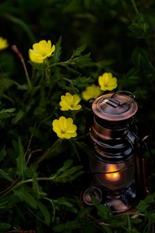 黄色い花とランタン 花,自然,植物の写真素材