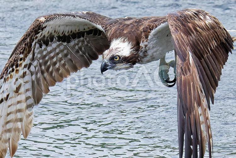 川に突っ込んだ後のミサゴ ミサゴ,鶚,ウオタカの写真素材