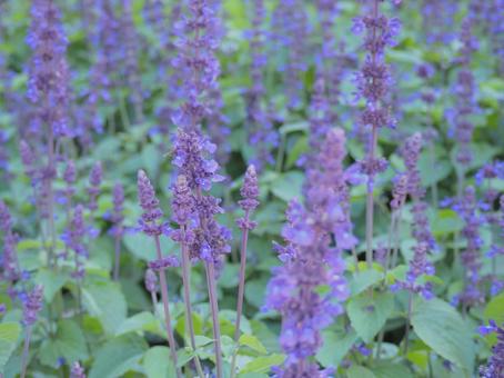 花 ラベンダー畑 紫 花 ラベンダー畑 紫の写真