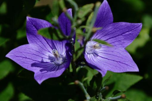 Photo, campanulaceae, flower, bellflower family, 