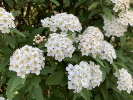 白い紫陽花 紫陽花,白,花の写真素材