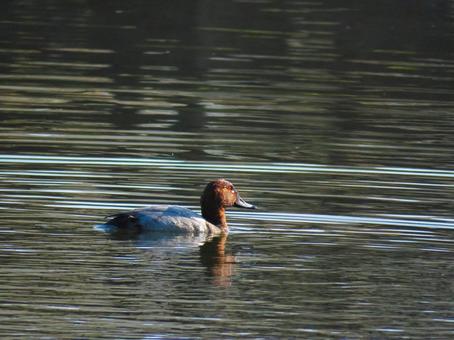 池で泳ぐホシハジロのオス ホシハジロ,野鳥,動物の写真素材