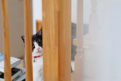 隙間から覗く猫 隙間から覗く猫 隙間から覗く猫,猫,ねこの写真素材