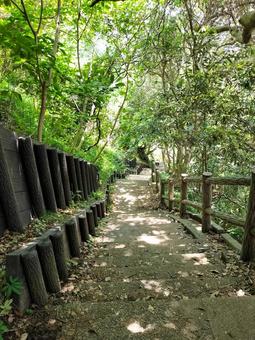 真鶴岬 三ツ石海岸への遊歩道の階段 真鶴岬 三ツ石海岸への遊歩道の階段の写真