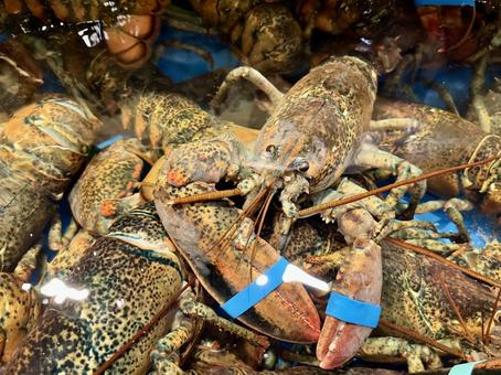 lobster, JPG lobster, JPG
