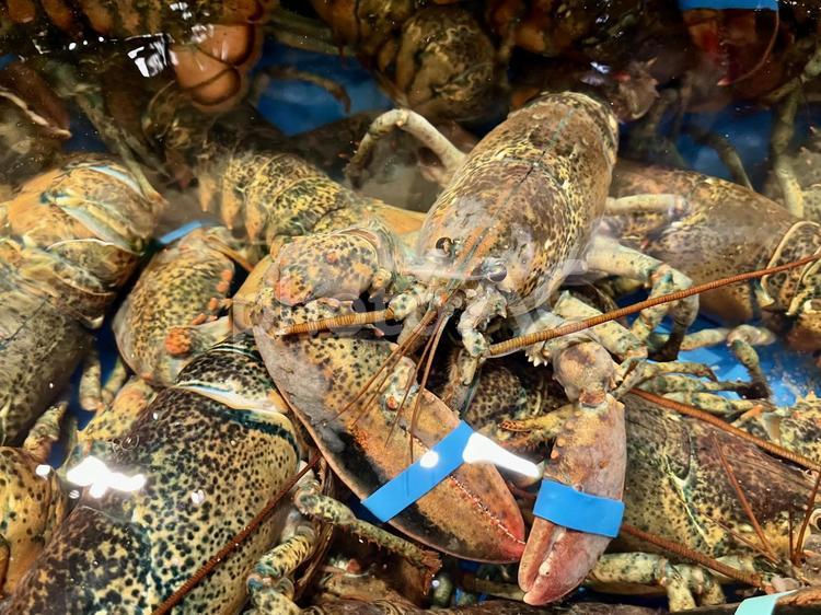 ロブスター ロブスター,海老類,生き物の写真素材