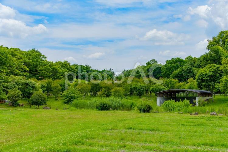 青空の下の馬見丘陵公園 馬見丘陵公園,公園,緑の写真素材