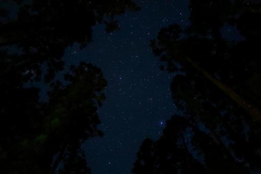 木々の隙間の星 木々の隙間の星 星,星空,夜の写真素材