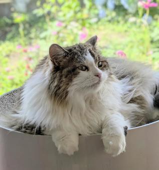 まったりとしているもふもふ猫 まったりとしているもふもふ猫 猫,動物,もふもふの写真素材
