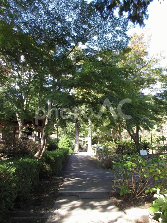 大阪府-久安寺-参道 久安寺,寺,大澤山の写真素材