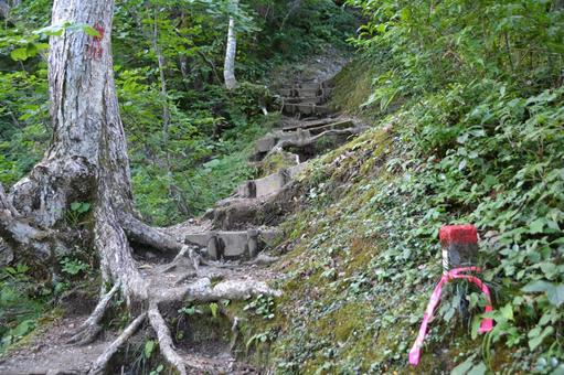 剱岳・早月尾根の樹林帯の登山道 剱岳・早月尾根の樹林帯の登山道 剱岳,登山道,トレイルの写真素材