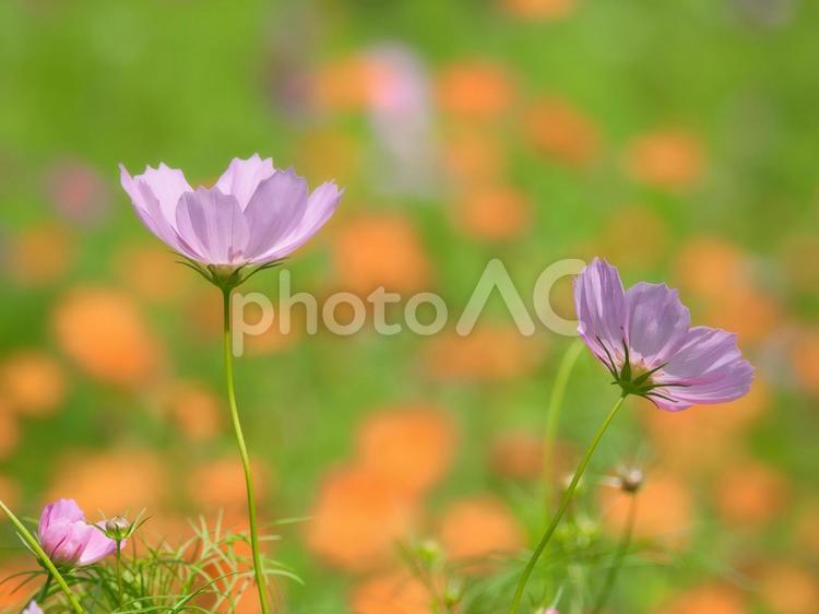 北海道札幌市熊の沢公園のコスモス コスモス,秋桜,ピンクの写真素材