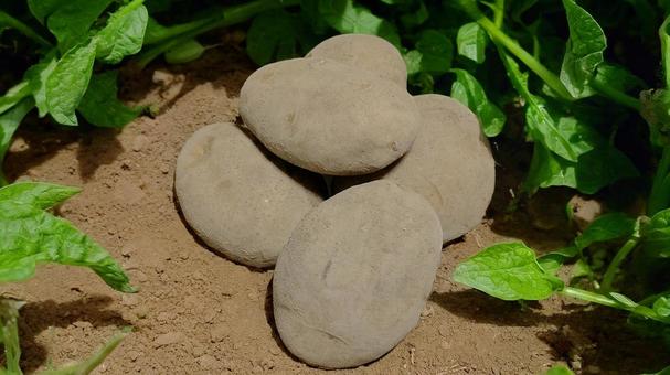 じゃがいも-29 じゃがいも,野菜,芋の写真素材