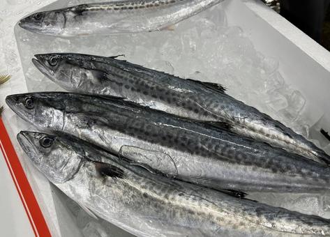 サゴシ サワラの稚魚 サゴシ サワラの稚魚 サゴシ,サワラの稚魚,獲れたての写真素材