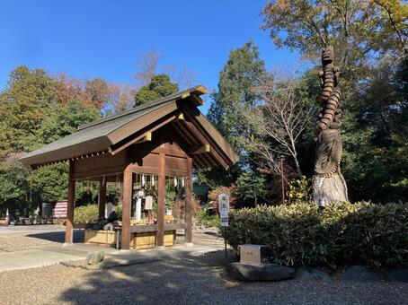 櫻木神社　手水舎　福龍　立ち木龍神 櫻木神社,千葉県野田市,神社の写真素材