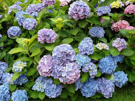 あじさい園の28 あじさい園の28の写真