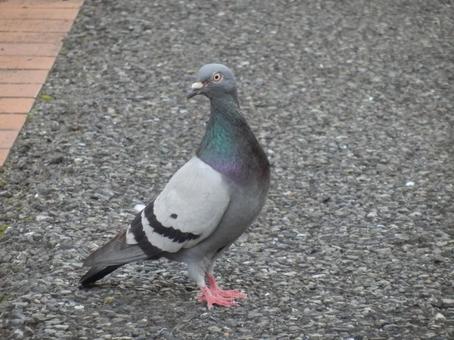 アスファルトにたたずむ都会の鳩 アスファルトにたたずむ都会の鳩の写真