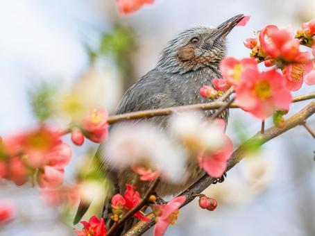 ボケの花とヒヨドリ ヒヨドリ,野鳥,鳥の写真素材