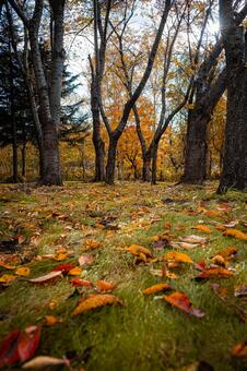 北海道　秋の風景 北海道,北,札幌市の写真素材