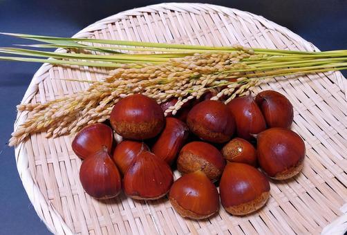 味覚の秋/栗と新米の稲穂 味覚の秋/栗と新米の稲穂の写真