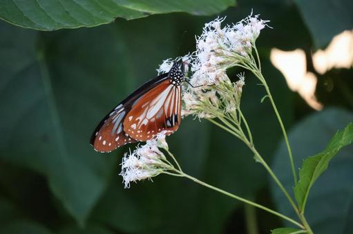 白いフジバカマで吸蜜するジョウオウマダラ 白い,フジバカマ,吸蜜の写真素材