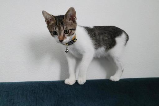 子猫Q 子猫,ネコ,ねこの写真素材