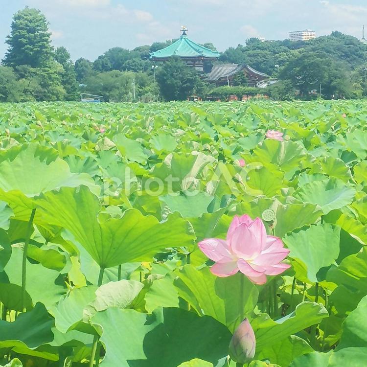 夏の不忍池 蓮の花,蓮,蕾の写真素材