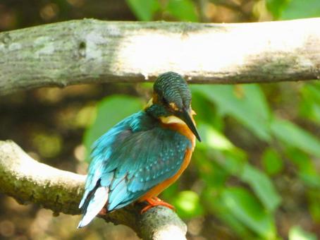 木漏れ日が当たる枝にとまるカワセミ3 木漏れ日が当たる枝にとまるカワセミ3の写真