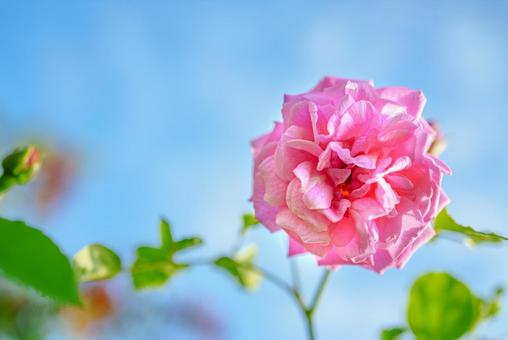 rose / 薔薇/ローズ /ピンクサマースノー rose / 薔薇/ローズ /ピンクサマースノーの写真