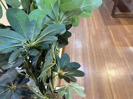 室内に映える観葉植物 室内に映える観葉植物の写真