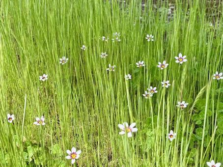 ひそやかに咲く庭石菖たち ひそやかに咲く庭石菖たちの写真